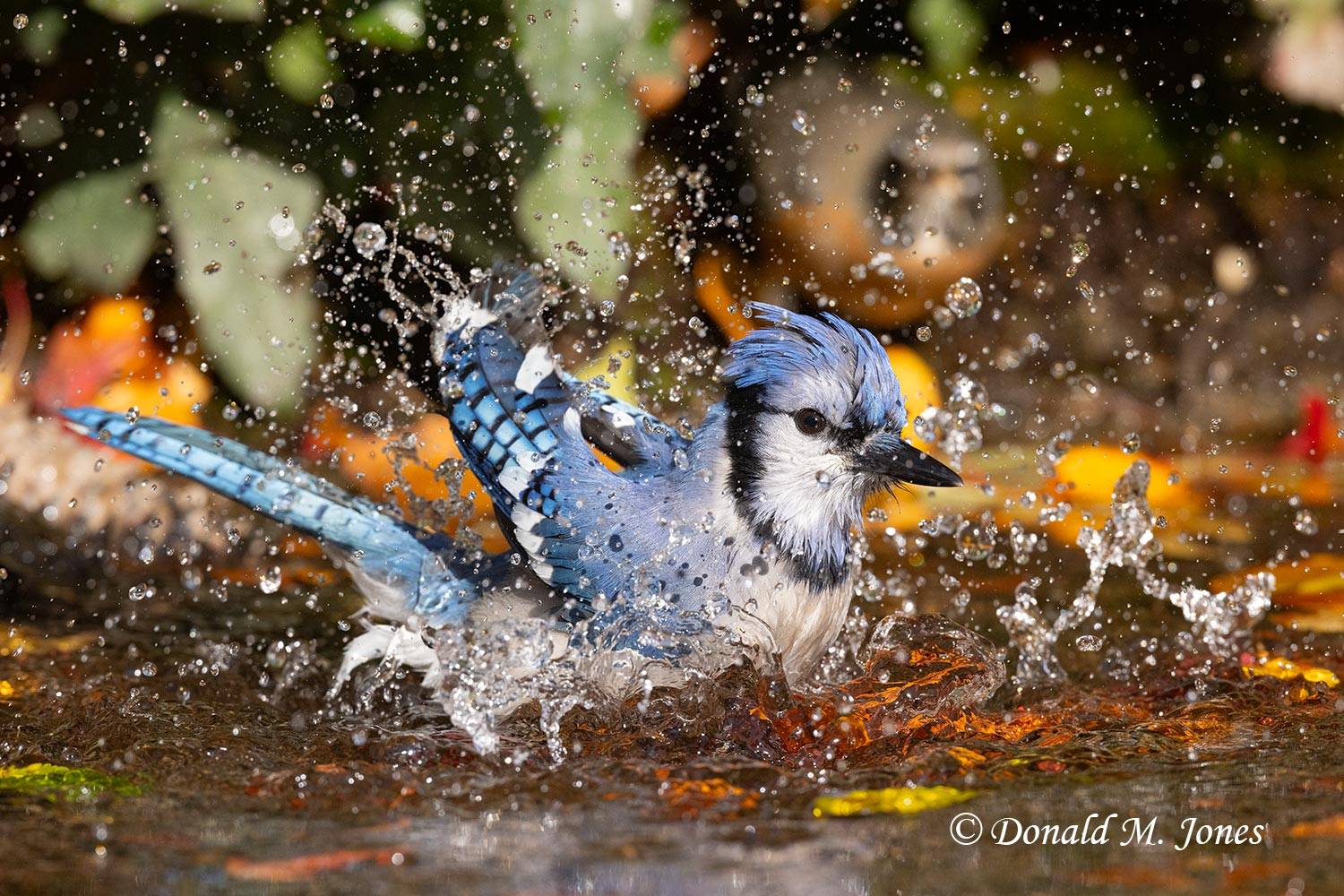 Blue-Jay0534D