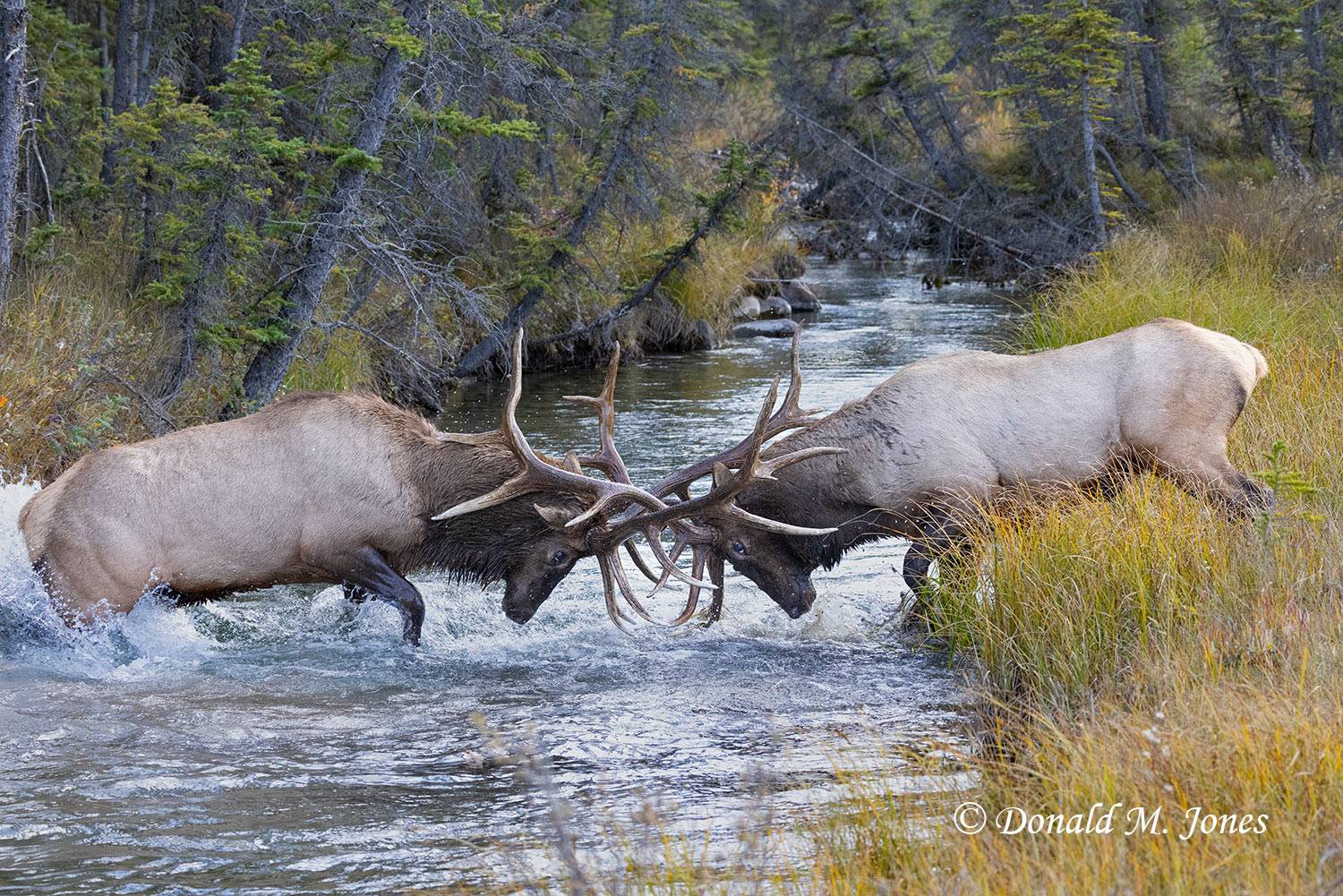 Elk-(Rocky-Mtn)30670D