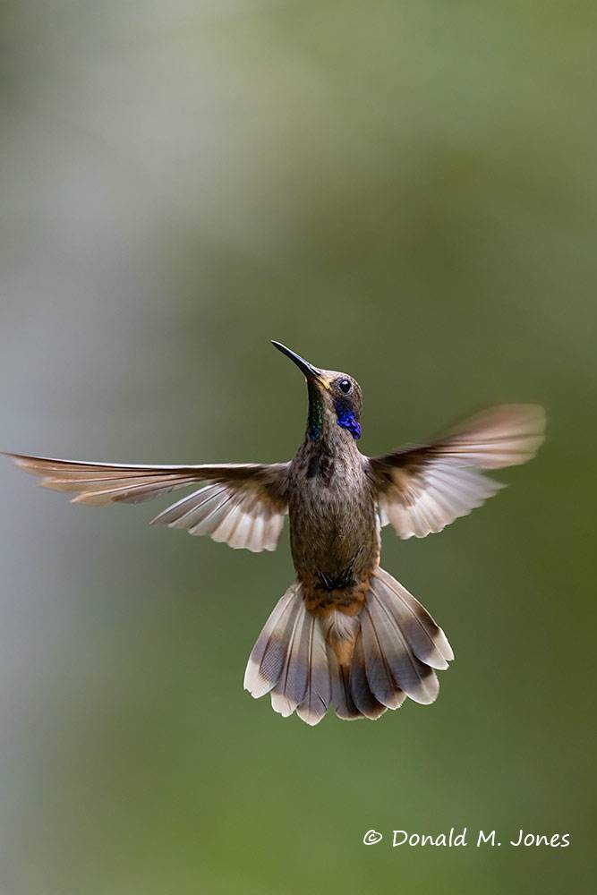 Brown-violetear0112D