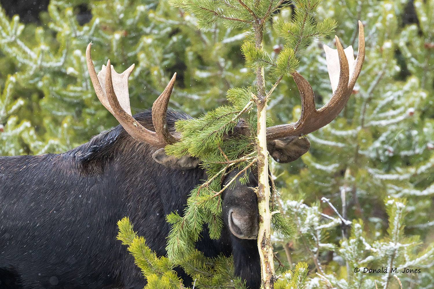 Moose09025D