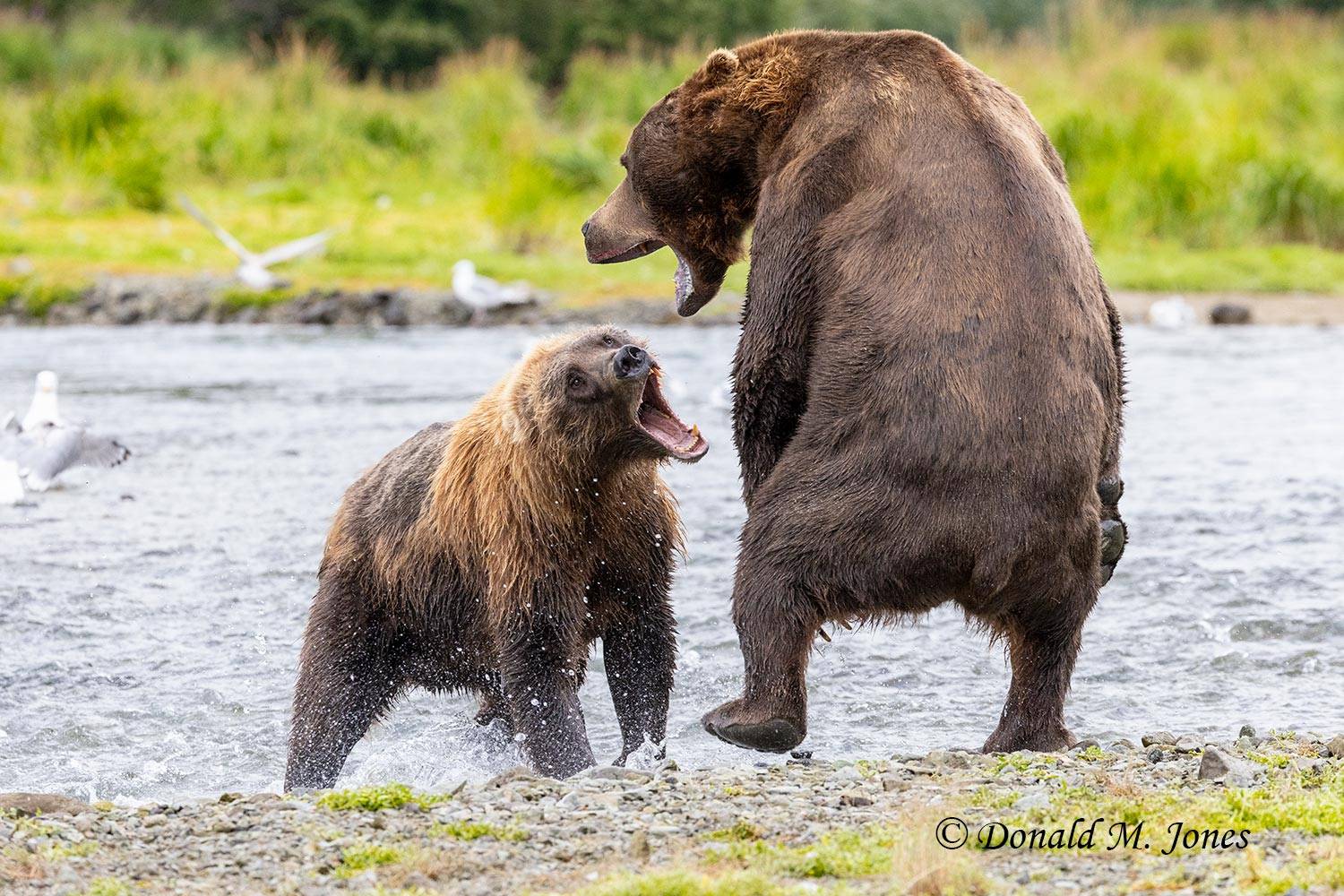 Female Brown Bear taking a large male.