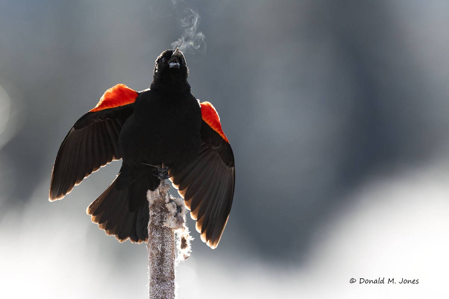 Red-wing Blackbird