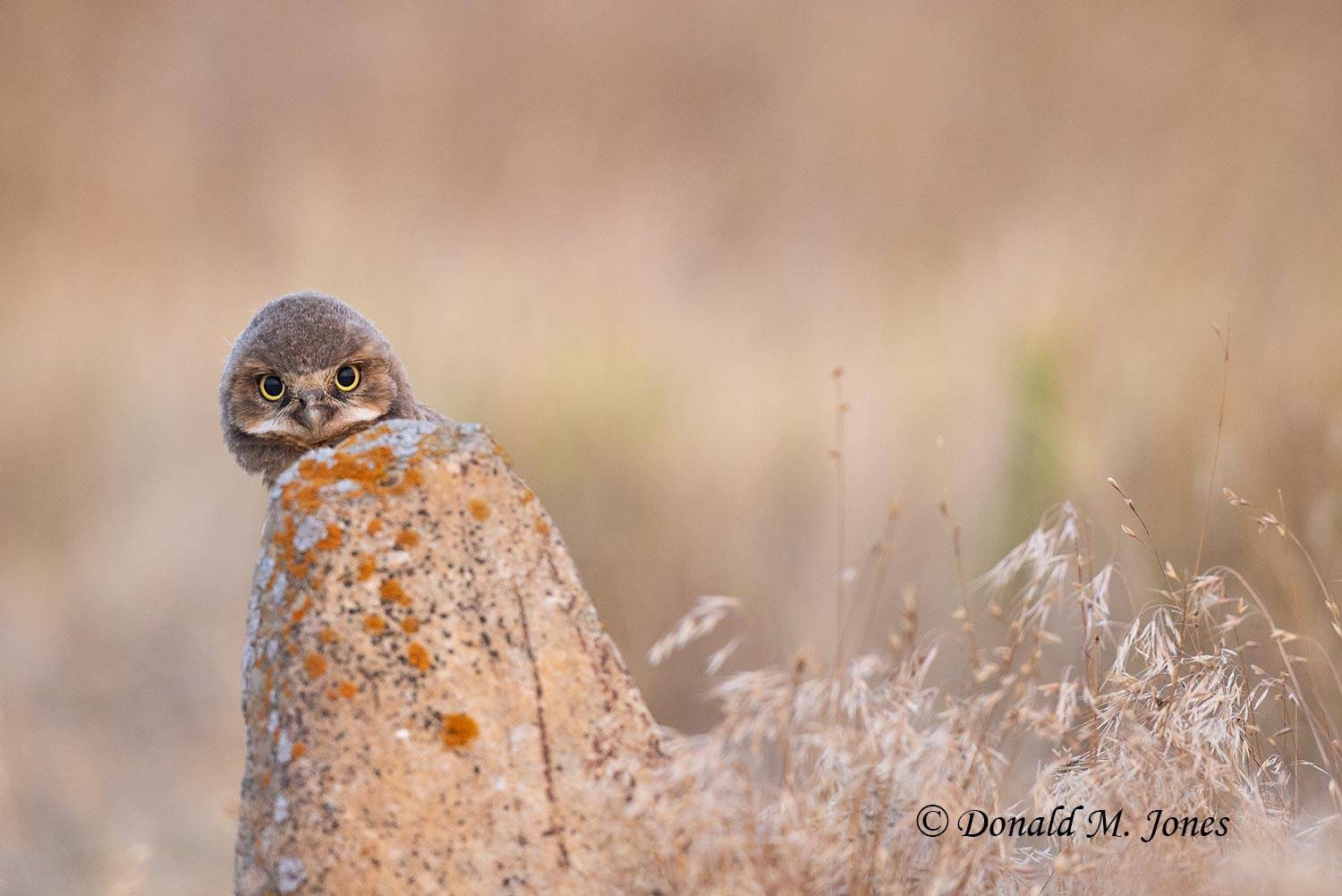 Burrowing-Owl1575D