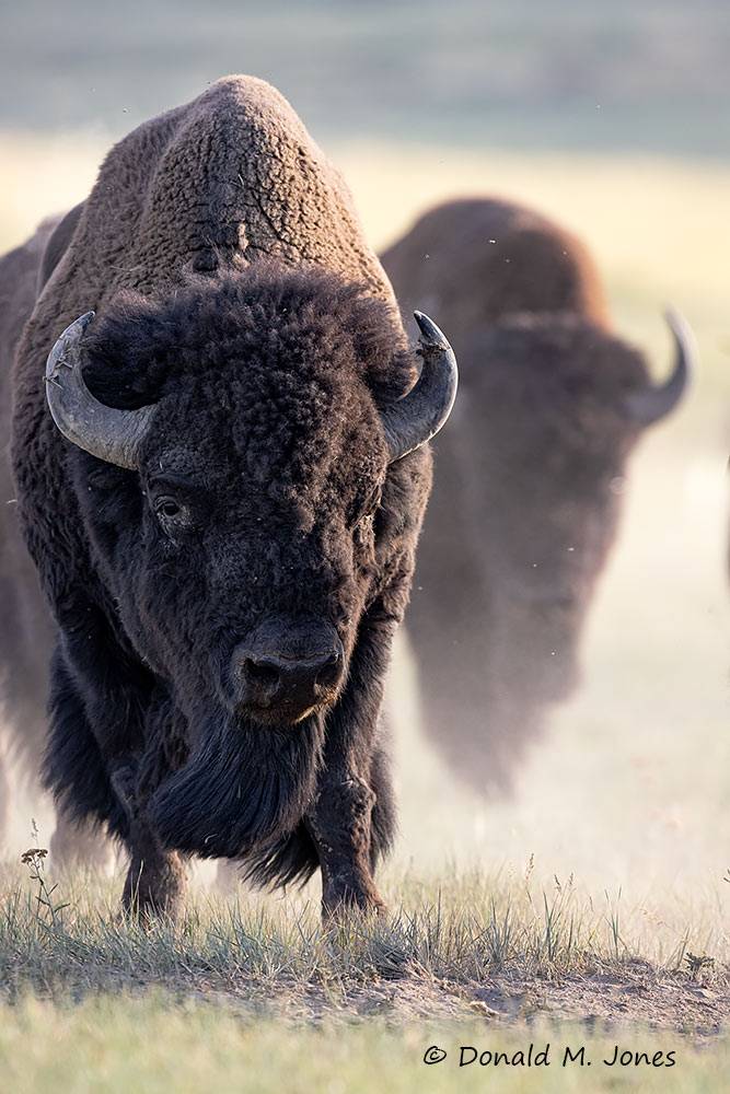American-Bison03343D