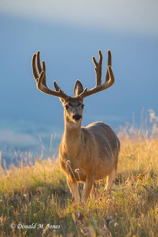 Mule-Deer11059D