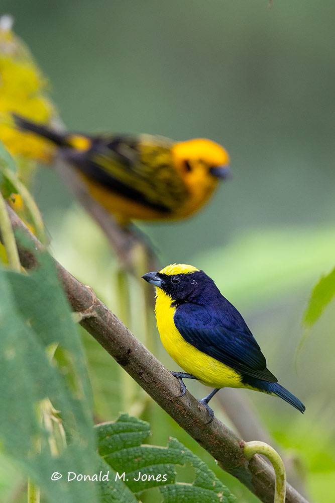 Thick-billed-Euphonia0104D and Golden Tanager