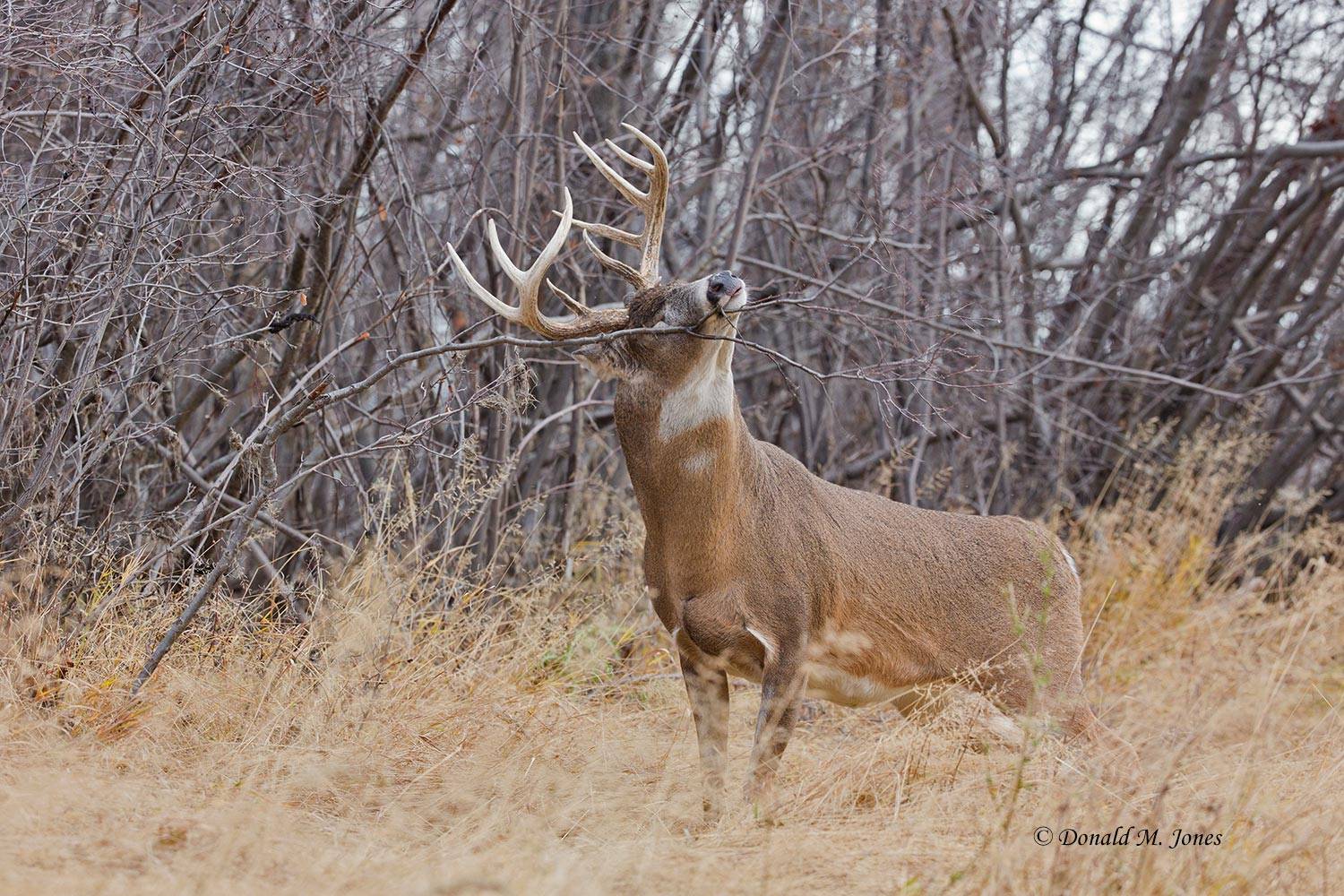 Whitetail-Deer48851D