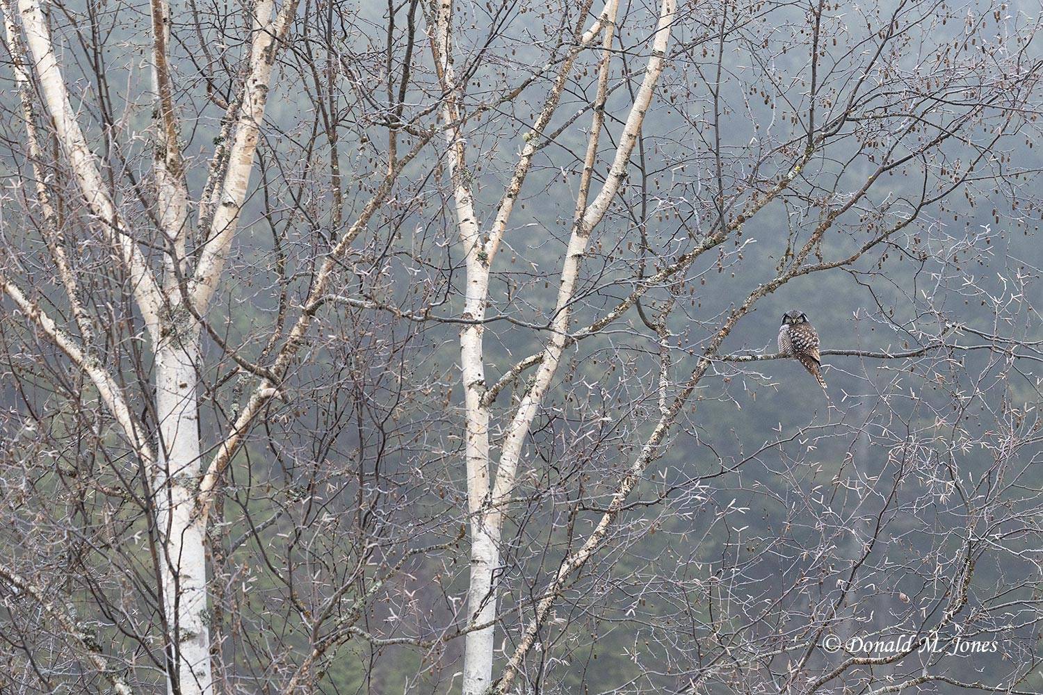 Northern-Hawk-Owl0677D