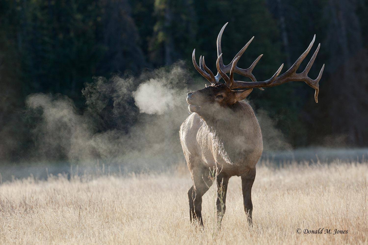 Elk-(Rocky-Mtn)18649D