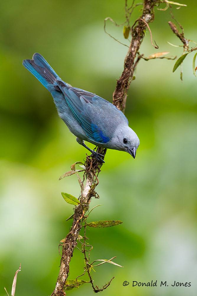 Blue-gray-Tanager0110D