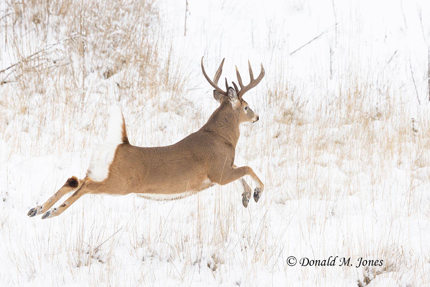 Whitetail-Deer65002D