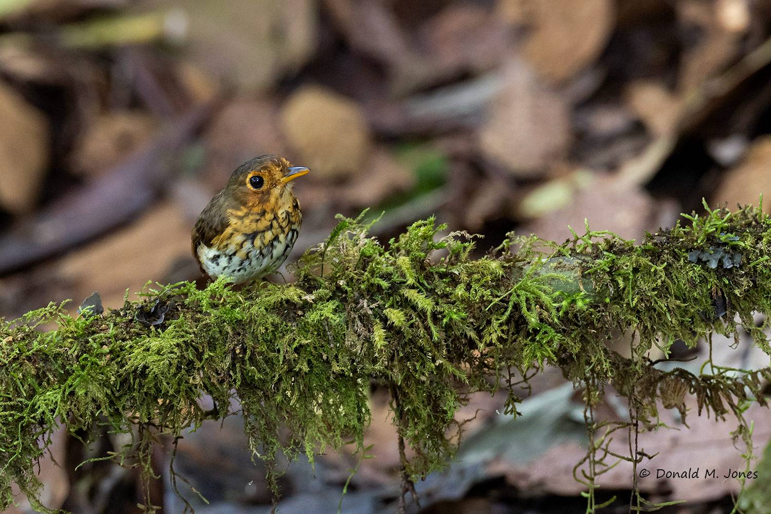 Ochre-breasted-Antpitta0100D