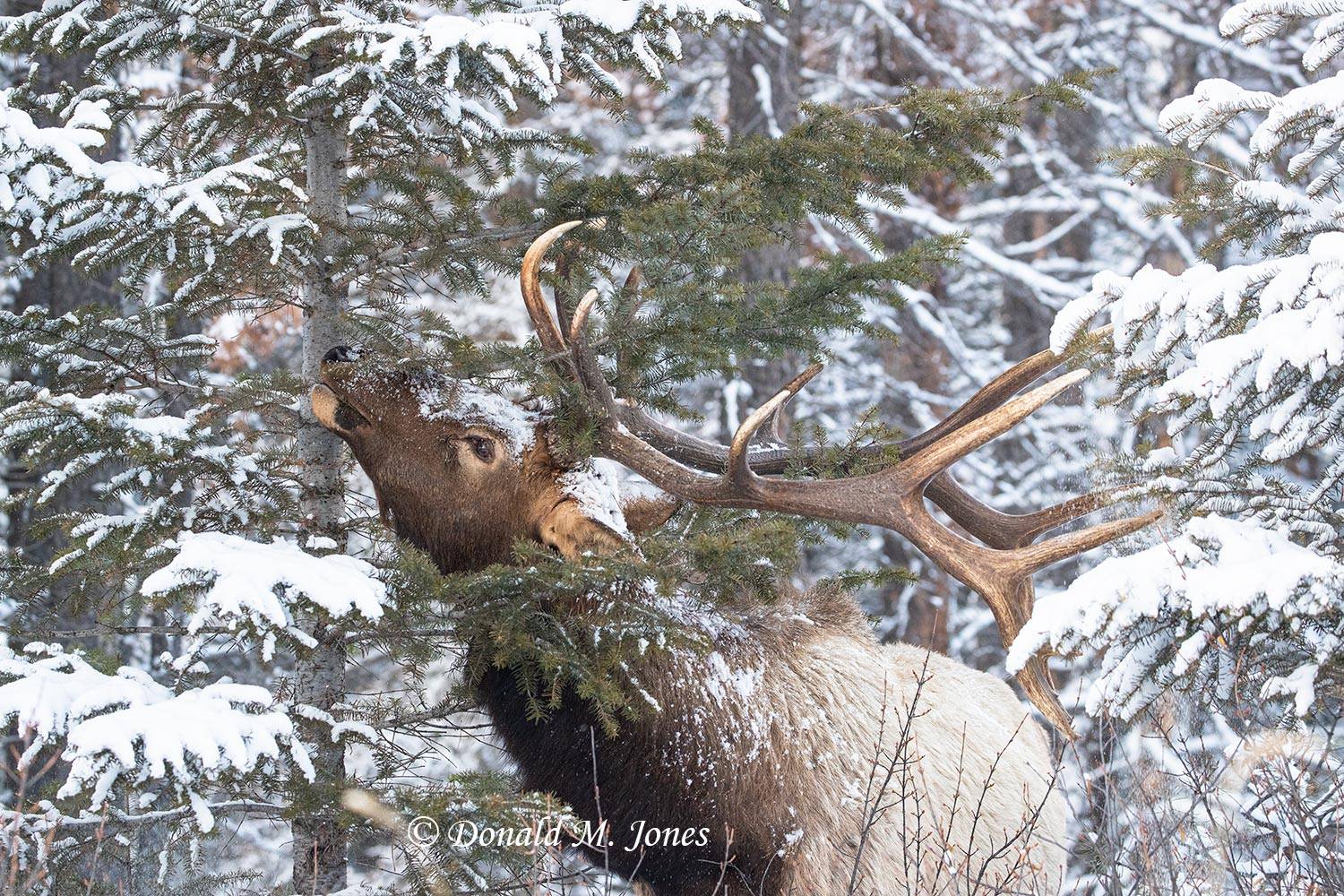 Elk-(Rocky-Mtn)27571D