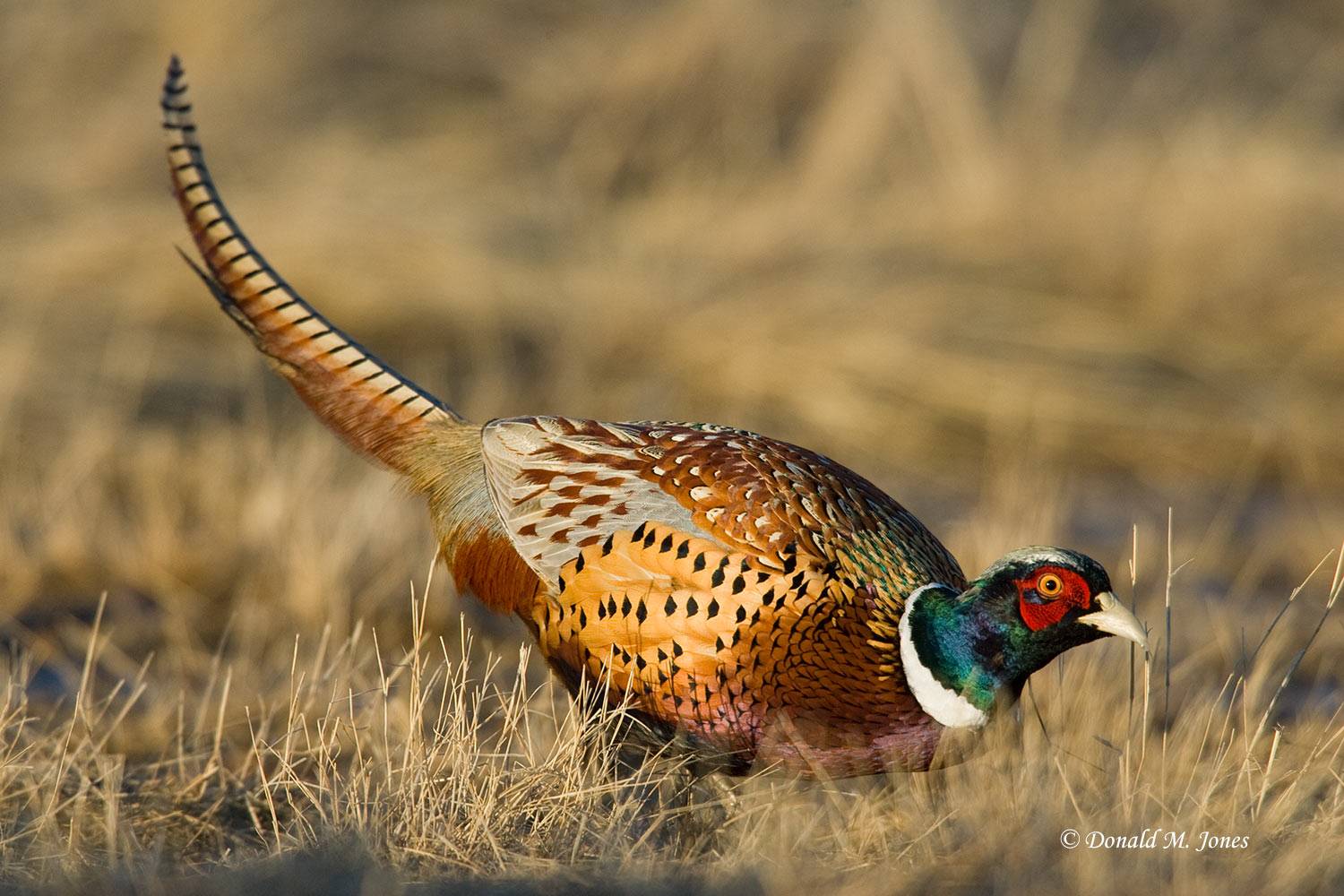 Ring-neck-Pheasant0322D