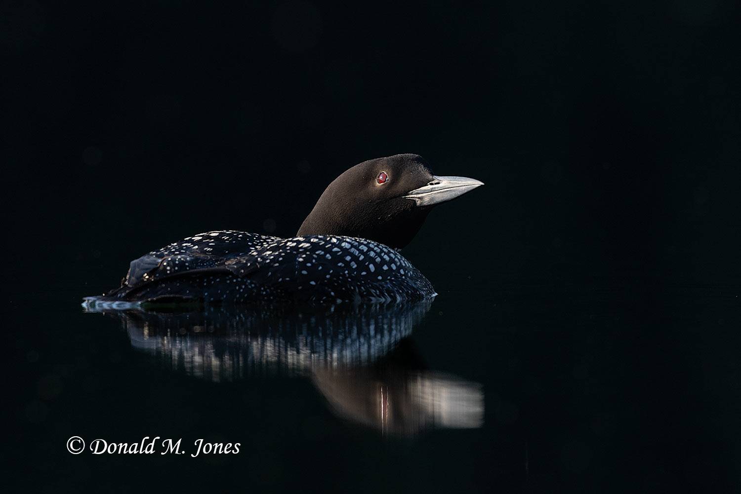 Common-Loon4460D