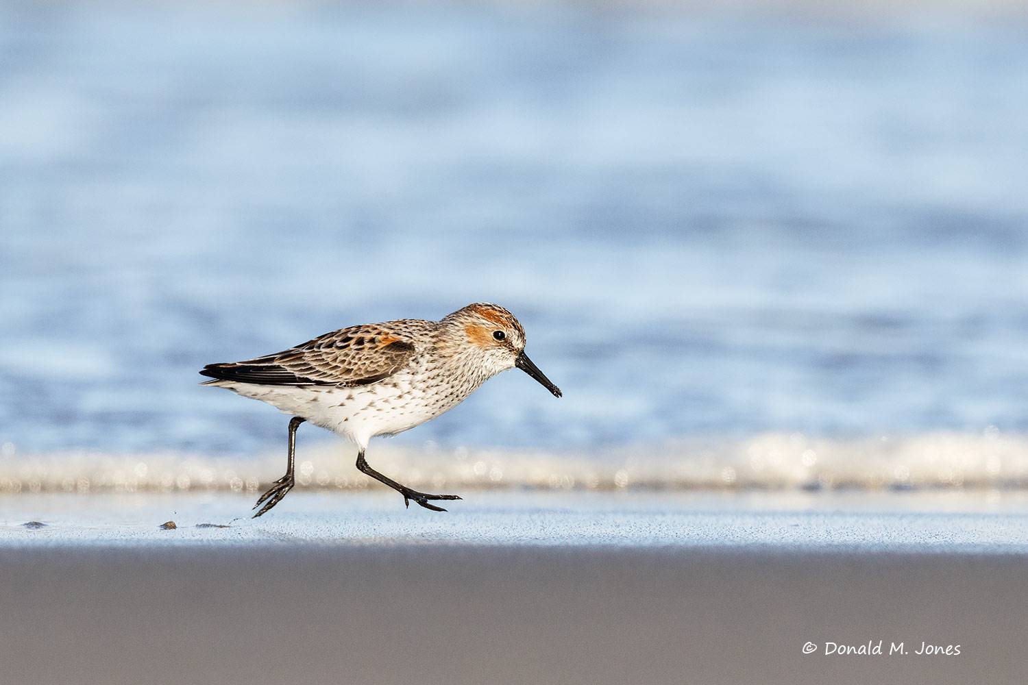 Western-Sandpiper0500D