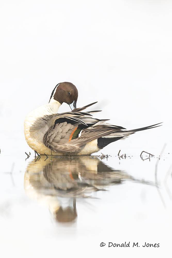 Northern-Pintail3746D