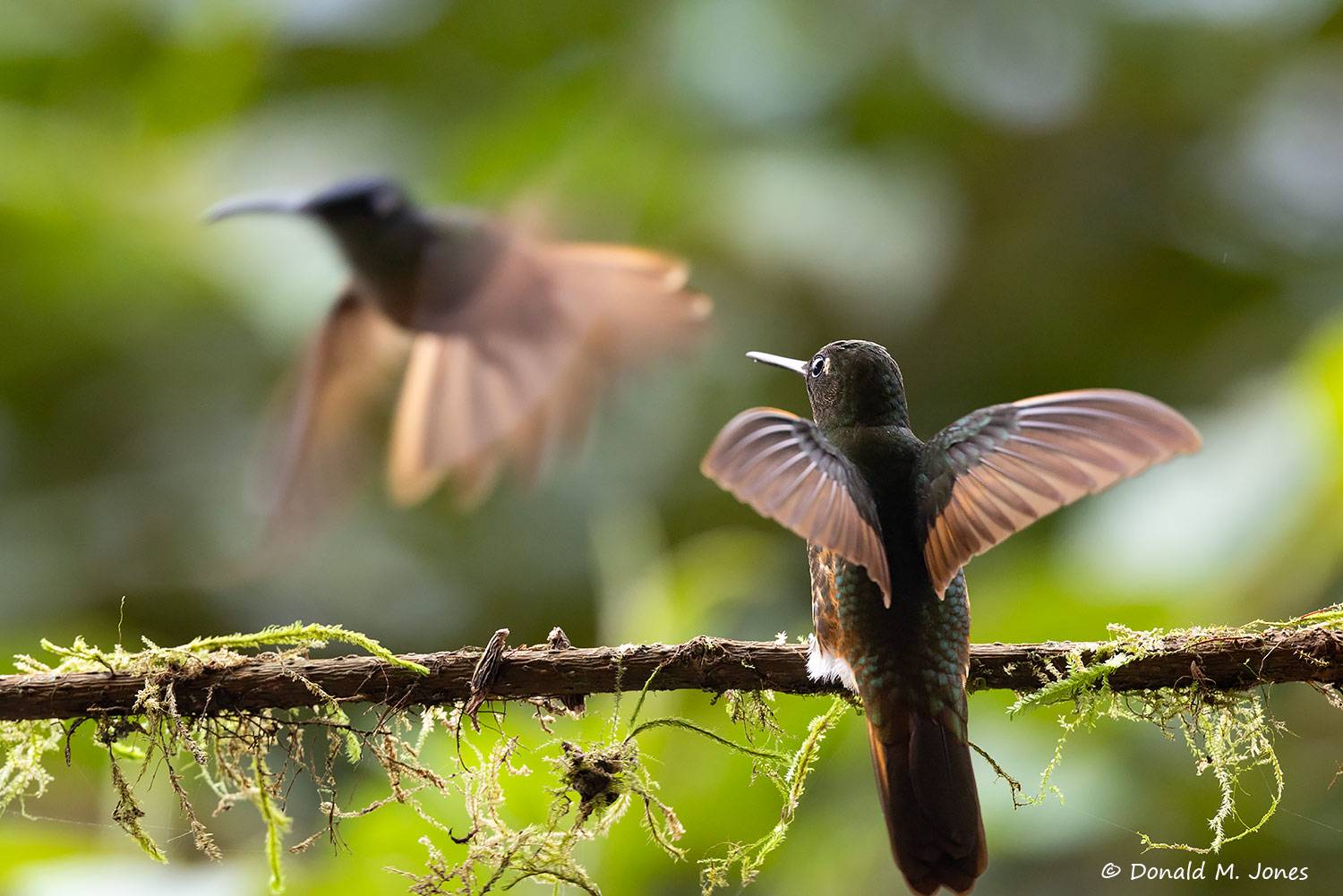 Buff-tailed-Coronet0139D