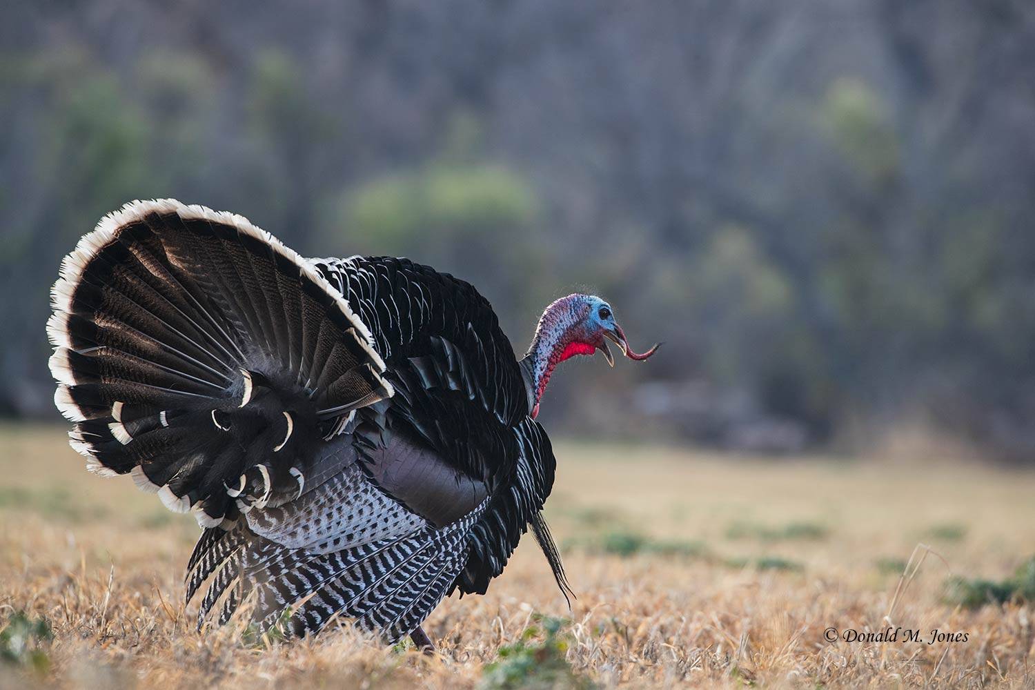 Wild-Turkey-(Goulds)0585D