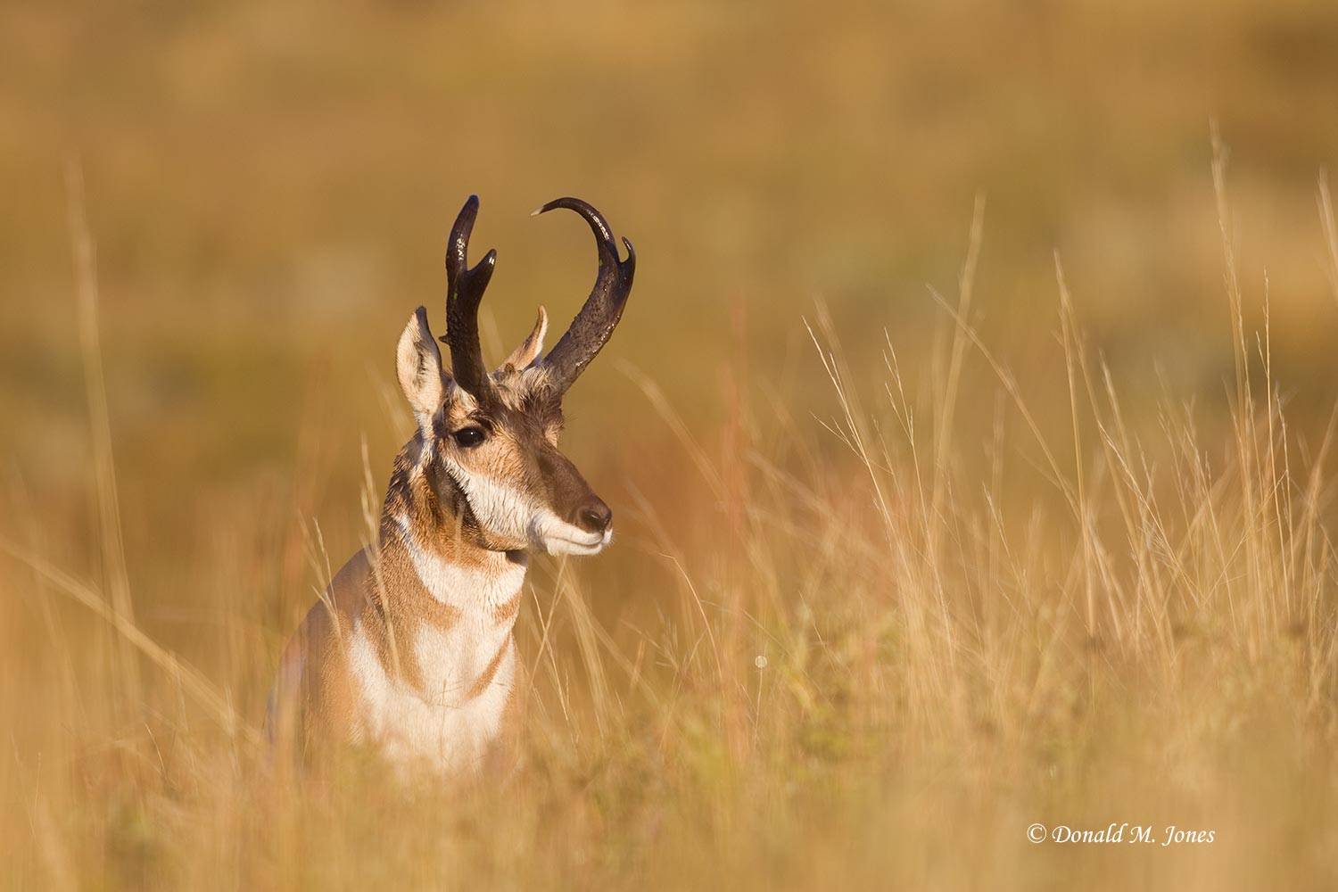 Pronghorn-Antelope03303D