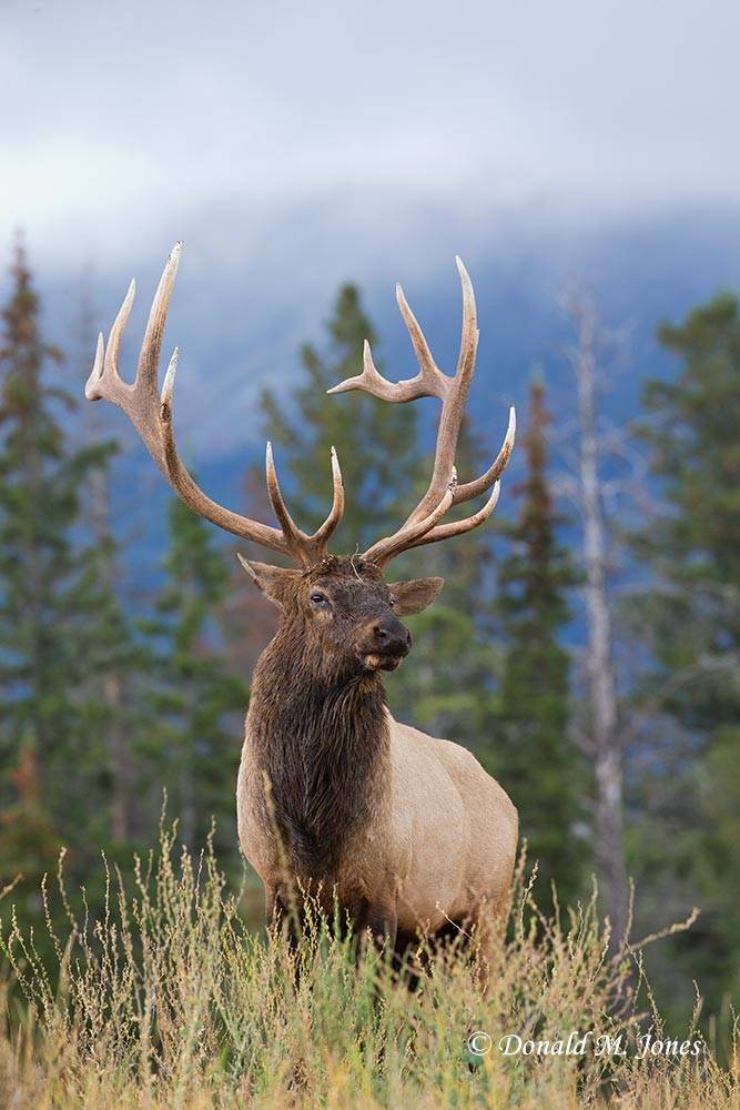 Elk-(Rocky-Mtn)22016D