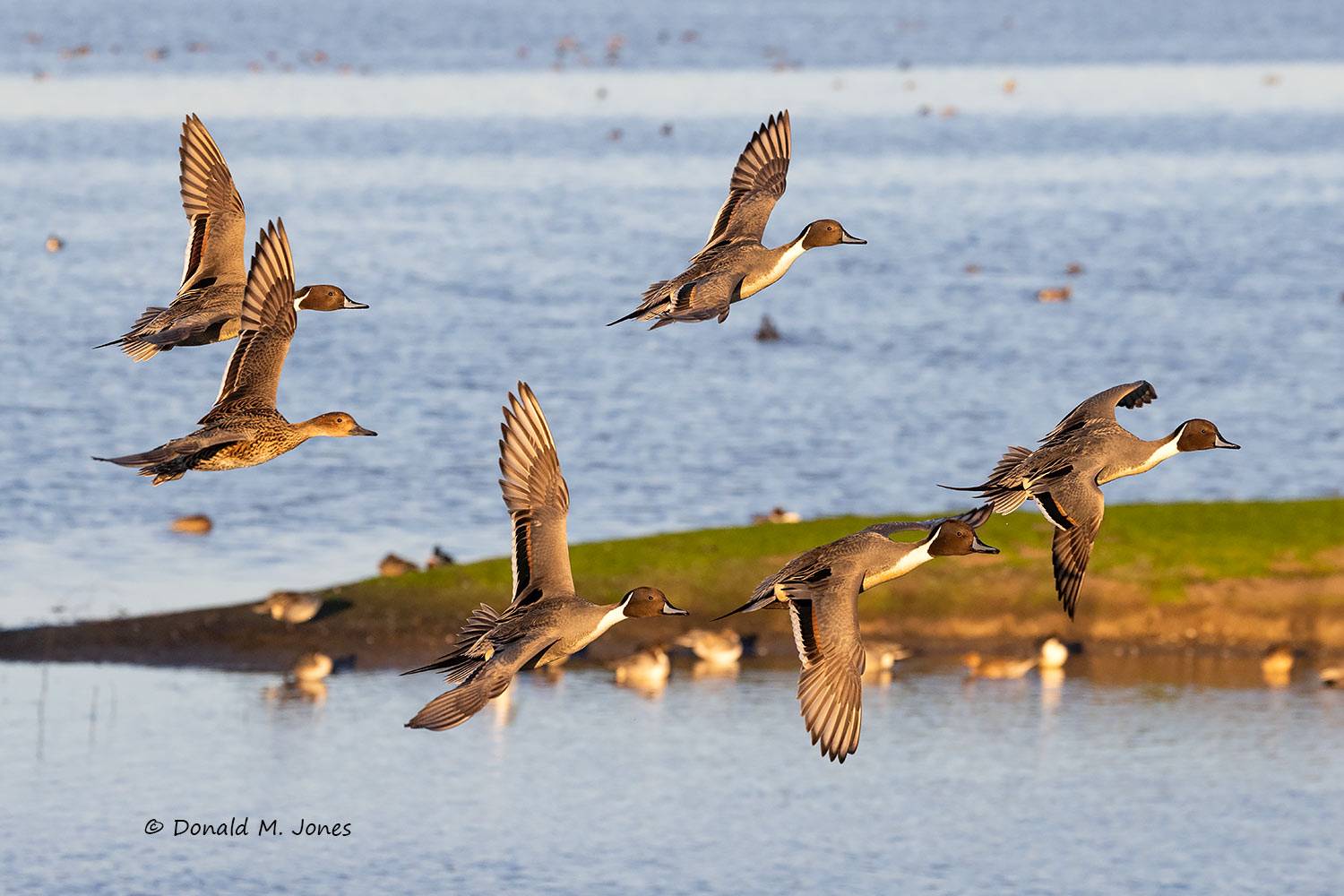 Northern-Pintail3634D