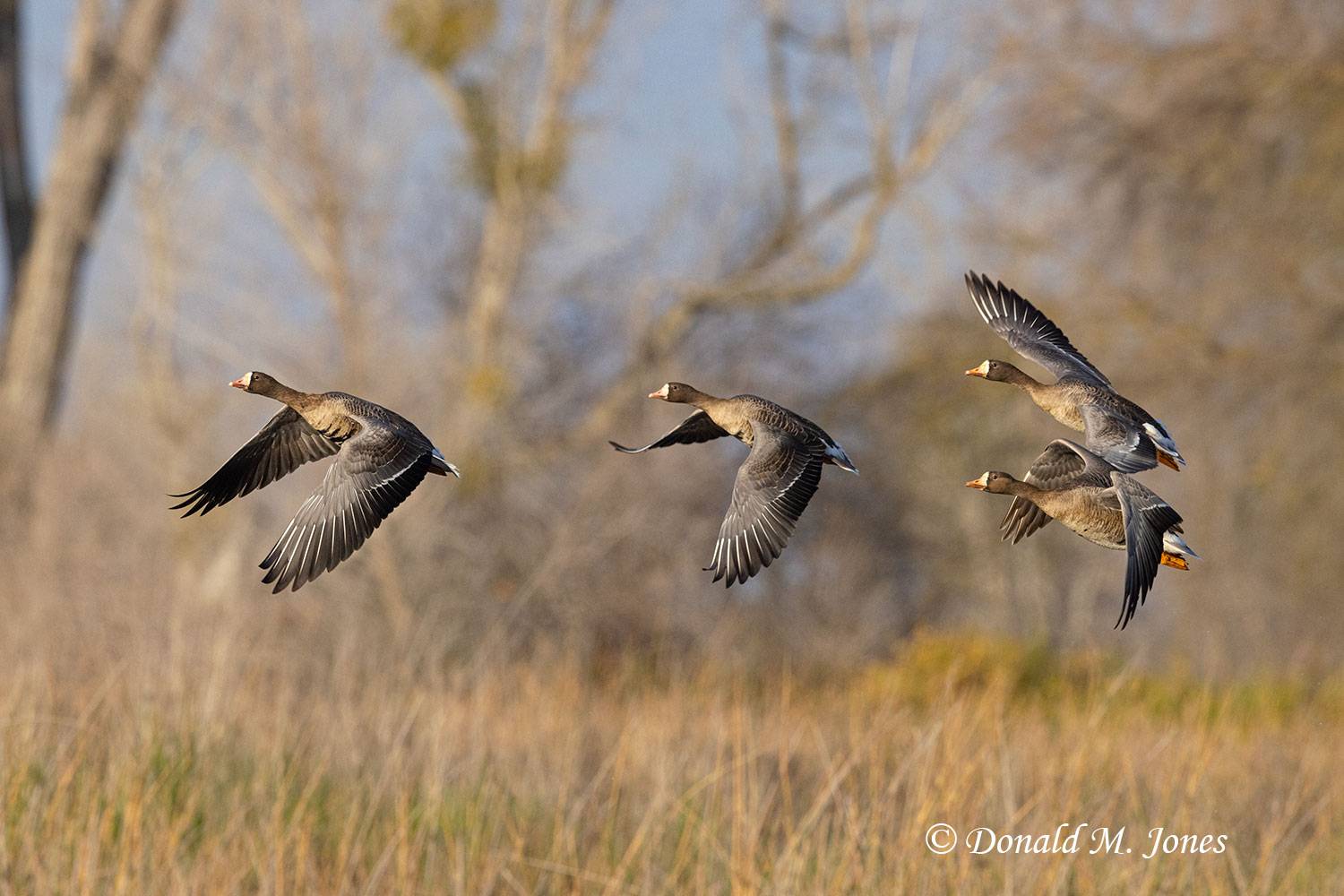 Greater-White-fronted-Goose0235D