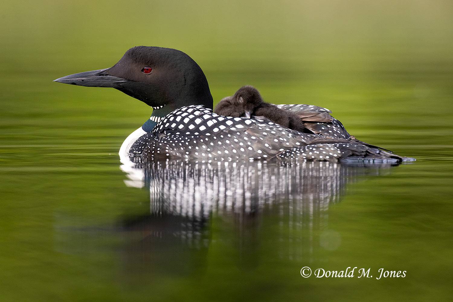 Common-Loon4095D