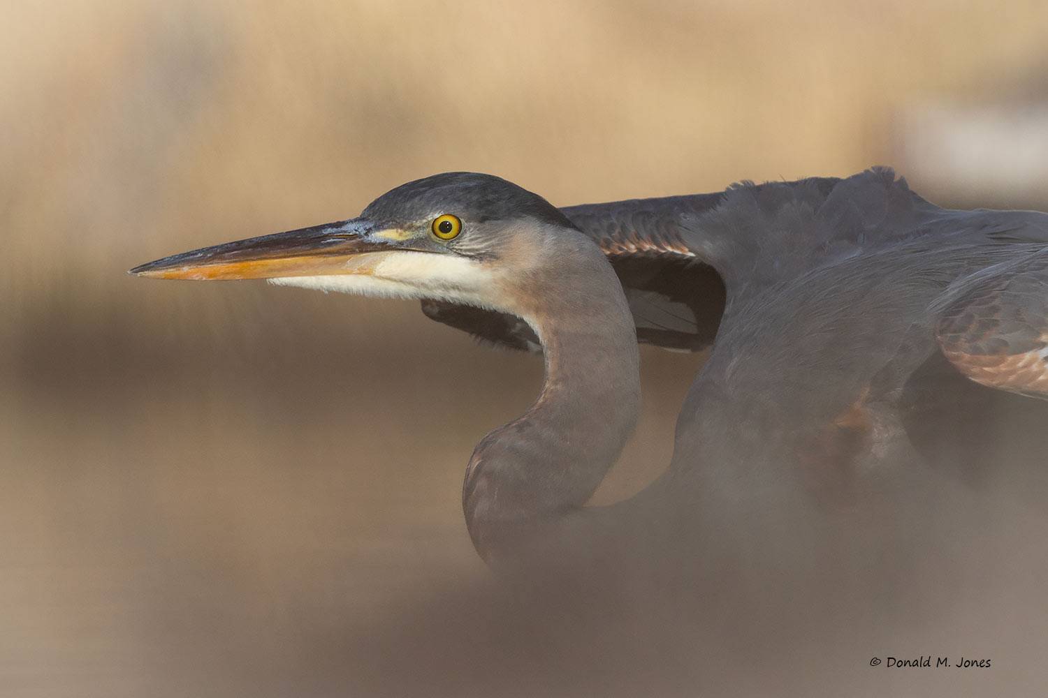 Great Blue Heron