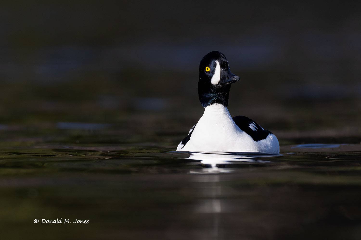Barrow's Goldeneye drake