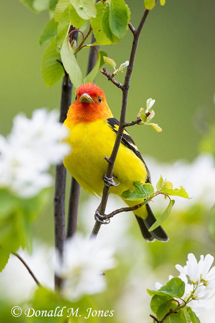 Western-Tanager1074D