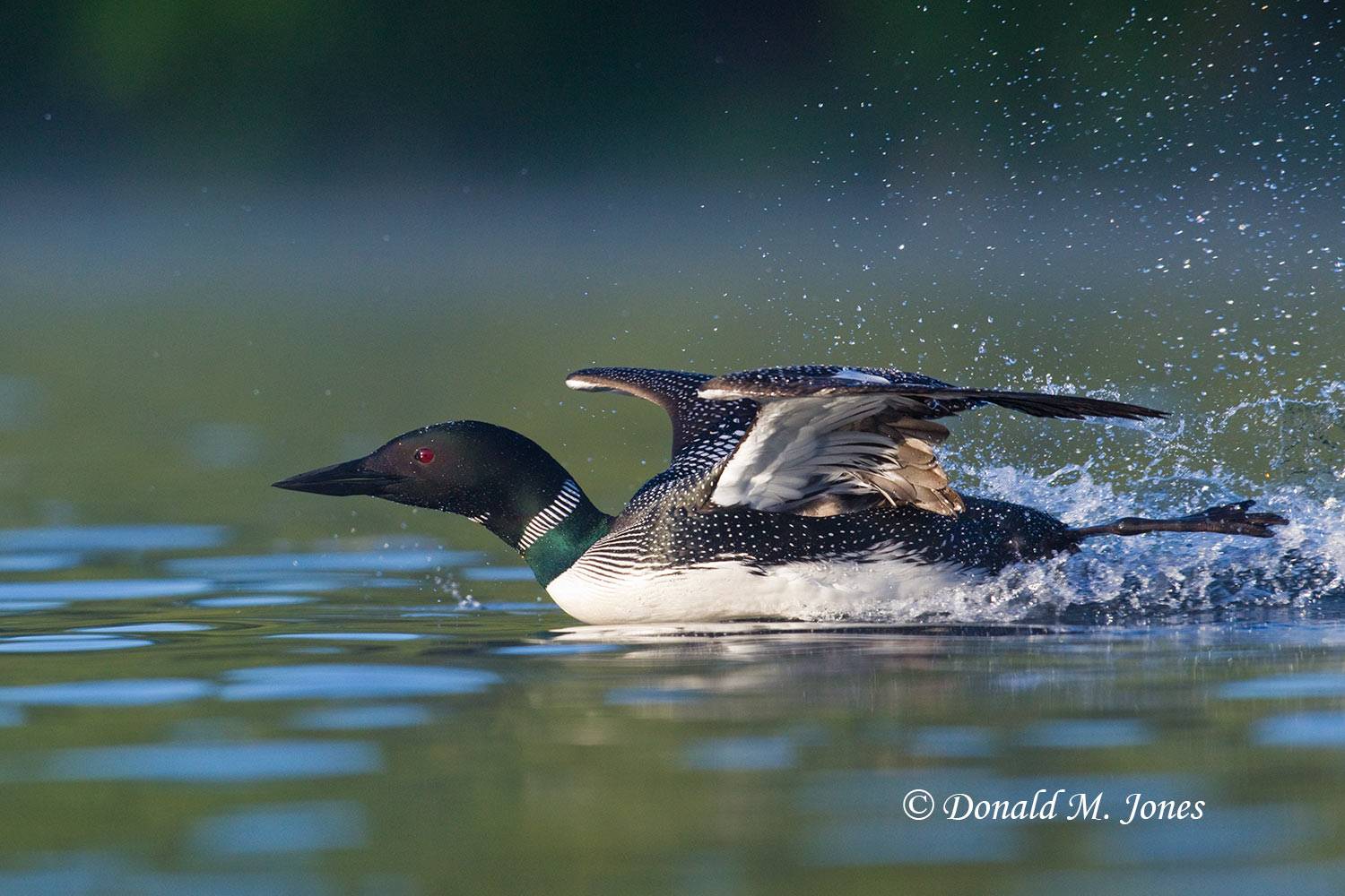 Common-Loon0690D