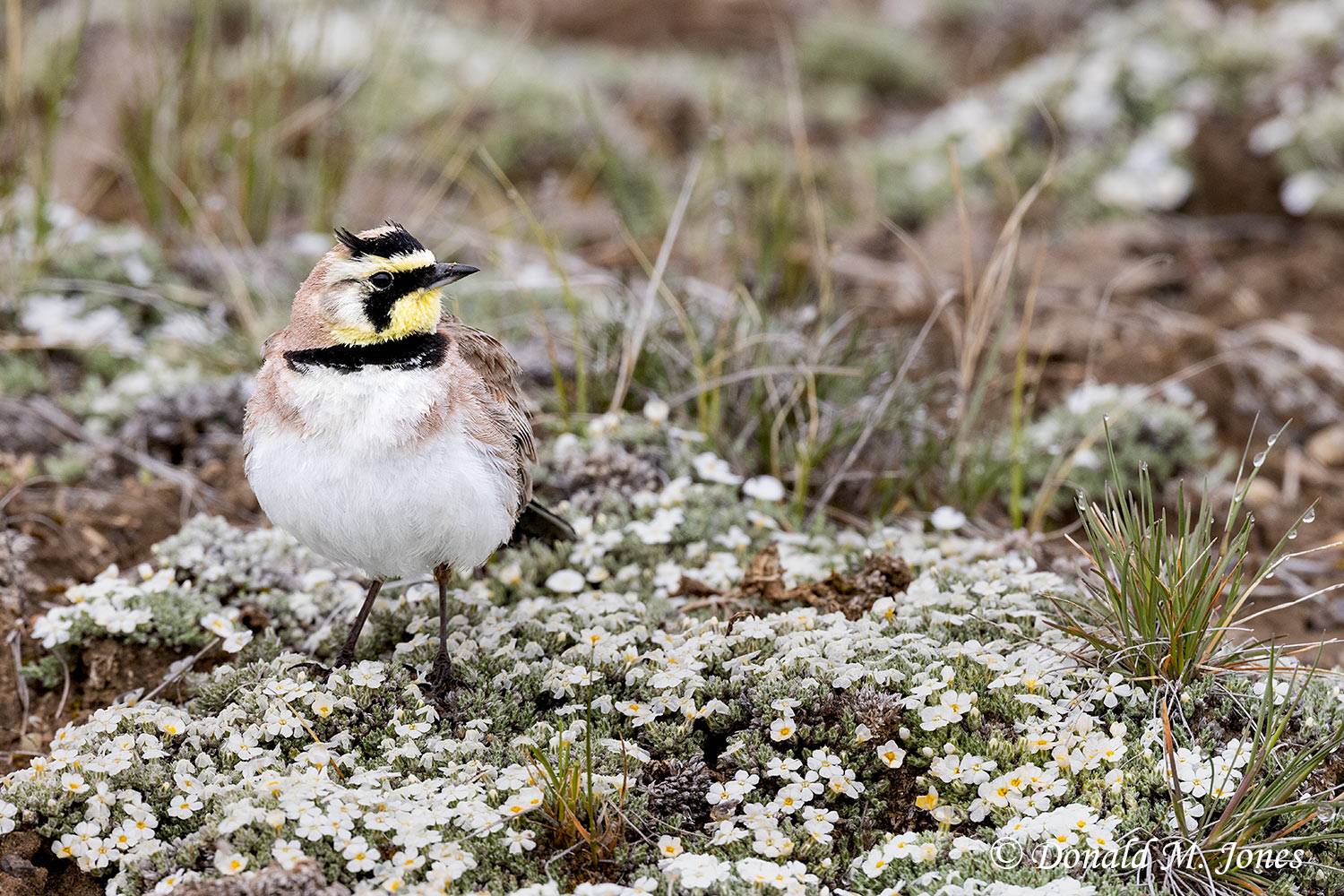 Horned-Lark0413D