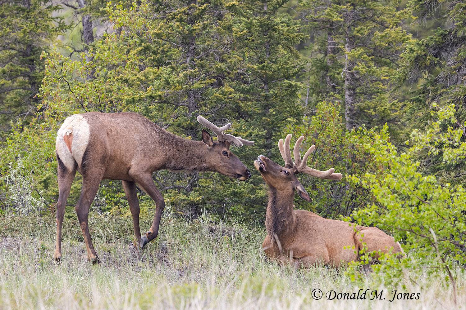 Elk-(Rocky-Mtn)30869D