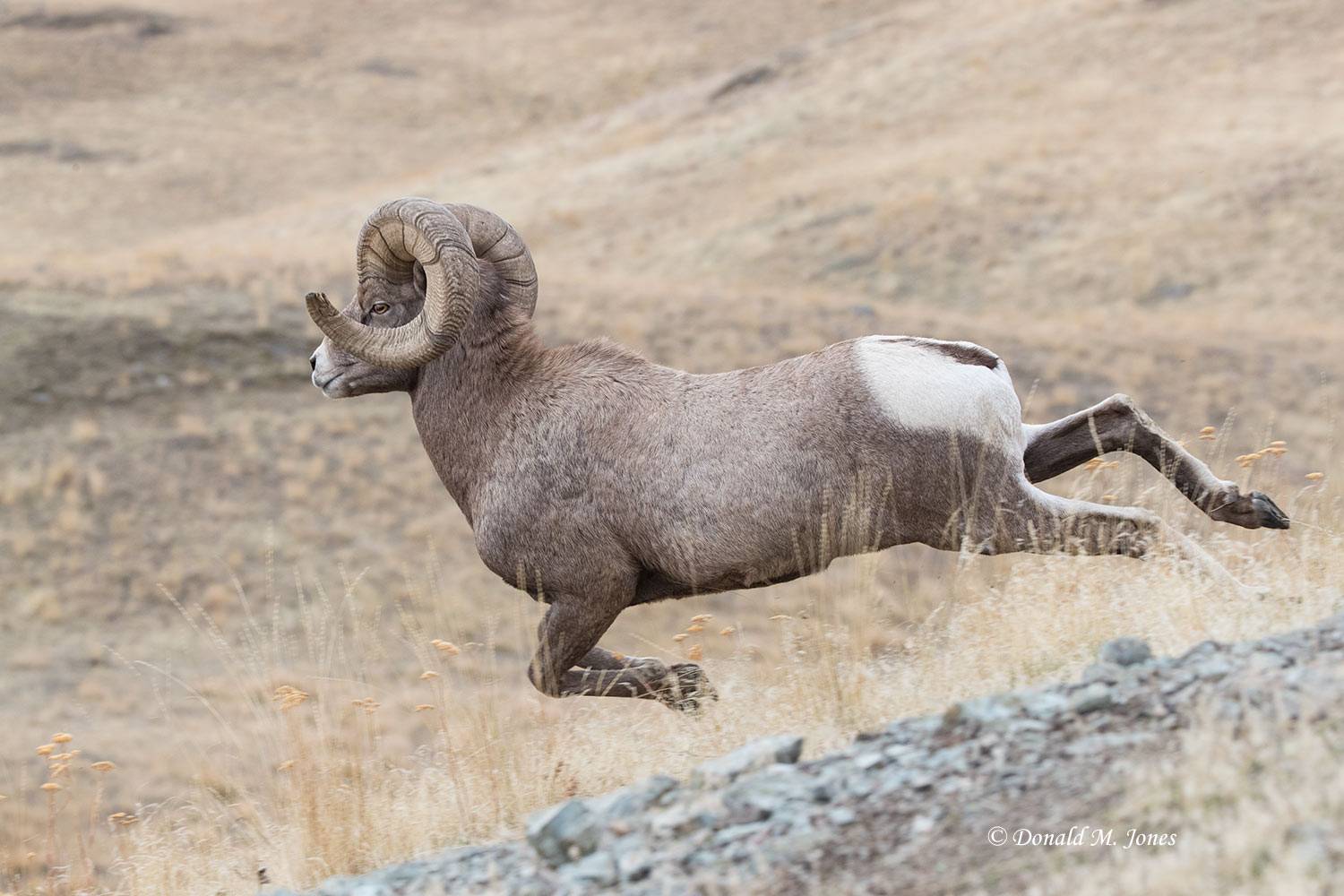 Bighorn-Sheep05702D