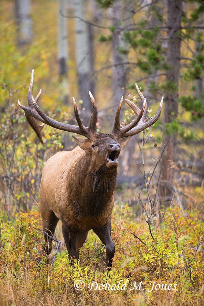 Elk-(Rocky-Mtn)20149D