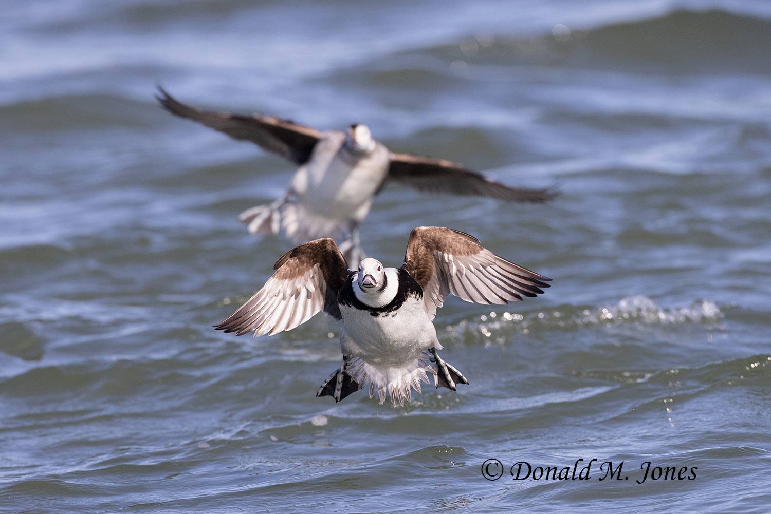 Long-tailed-Duck0212D