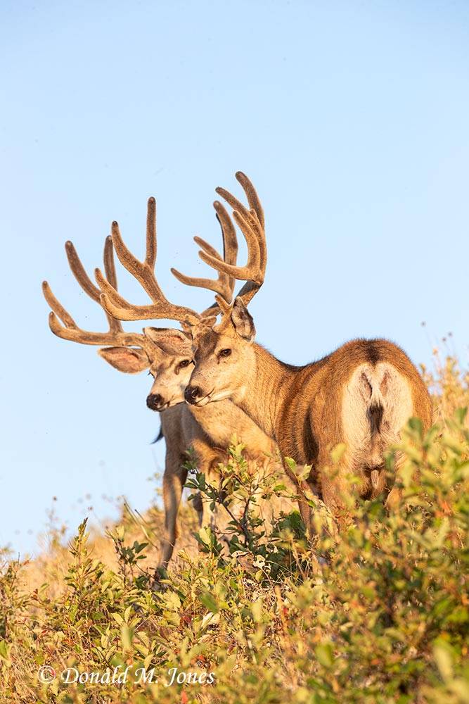 Mule-Deer12160D