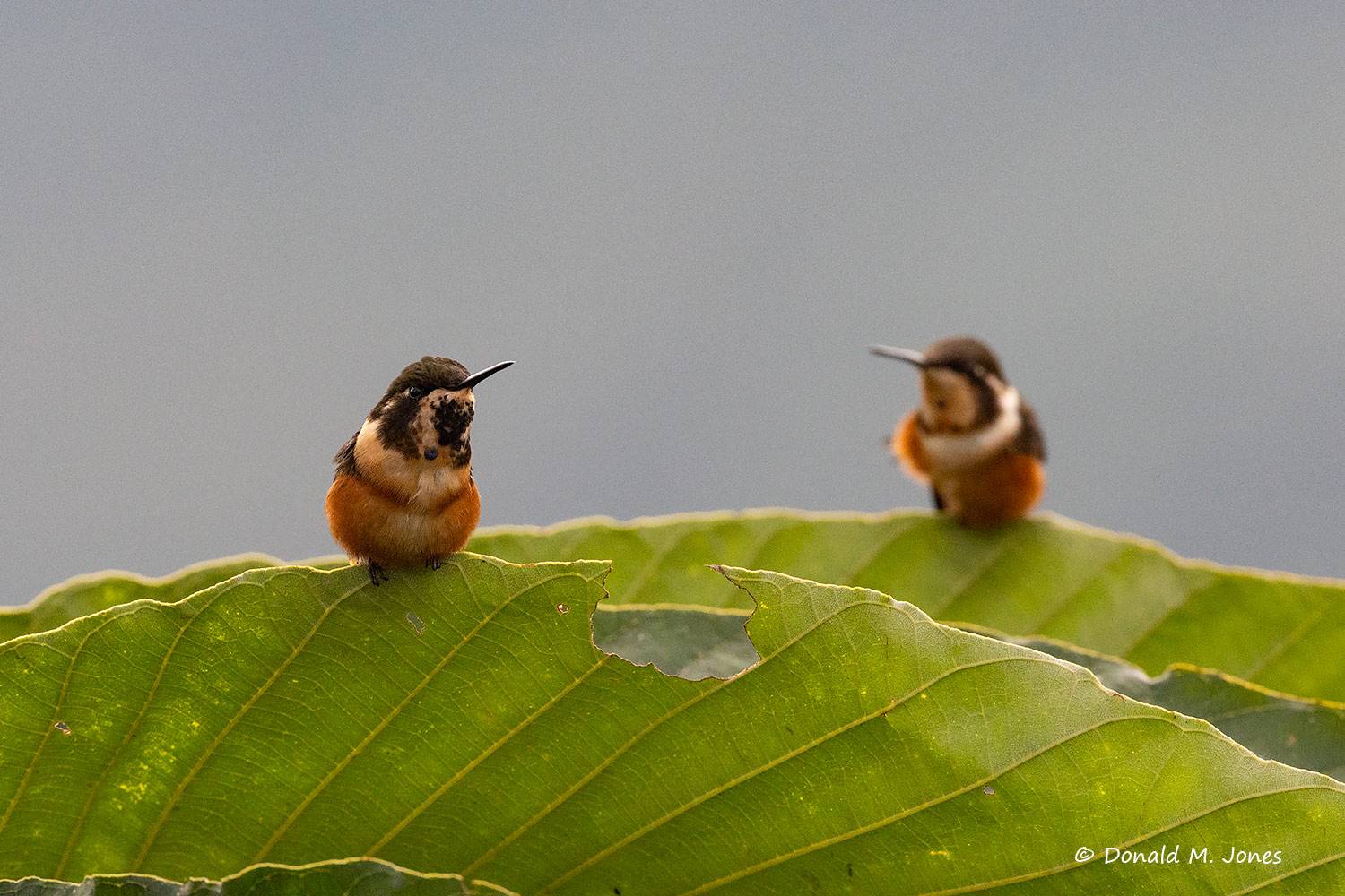 Purple=-throated-Woodstar0110D