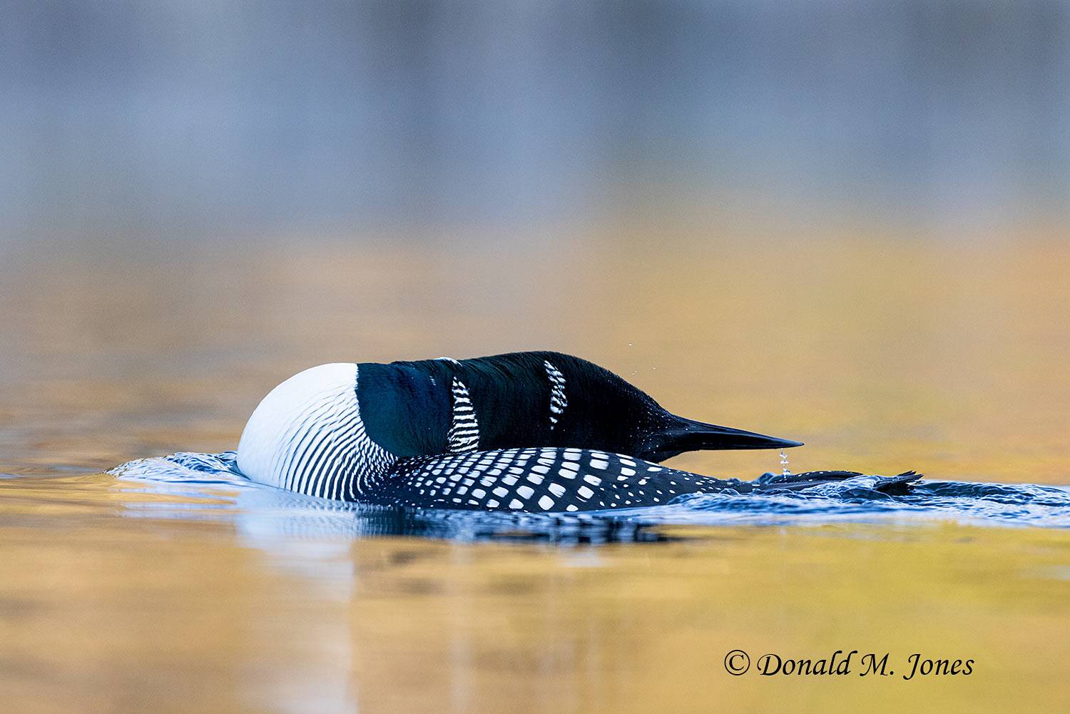 Common-Loon3958D