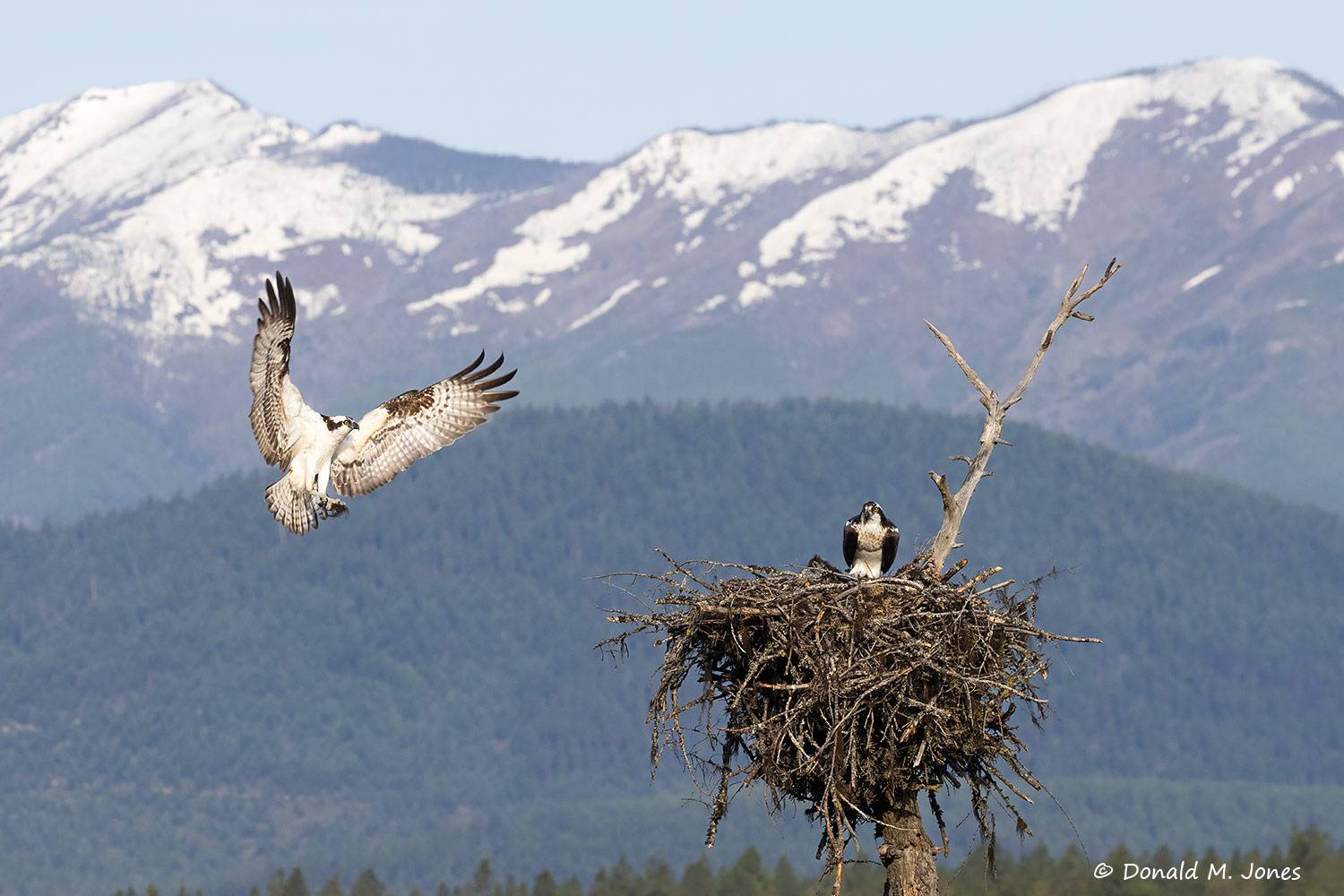 May 4 - Osprey nest in NW Montana.
