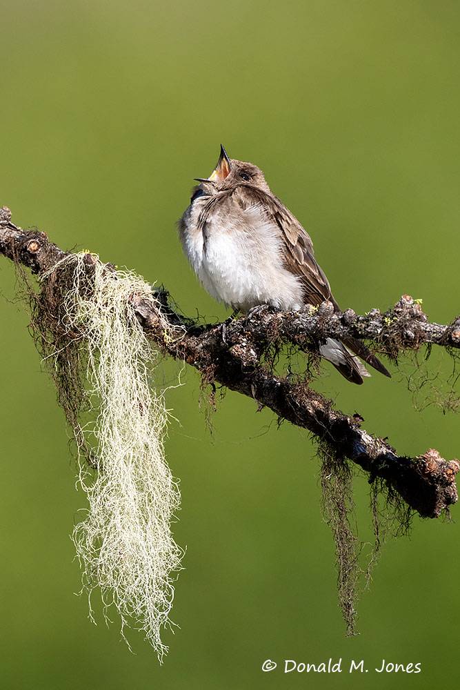 Northern-Rough-winged-Swallow0192D