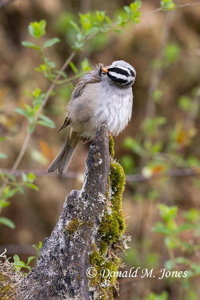 White-tailed Sparrow preening