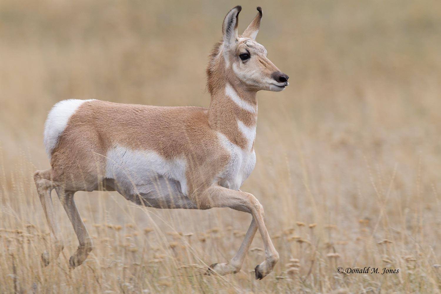Pronghorn-Antelope05224D