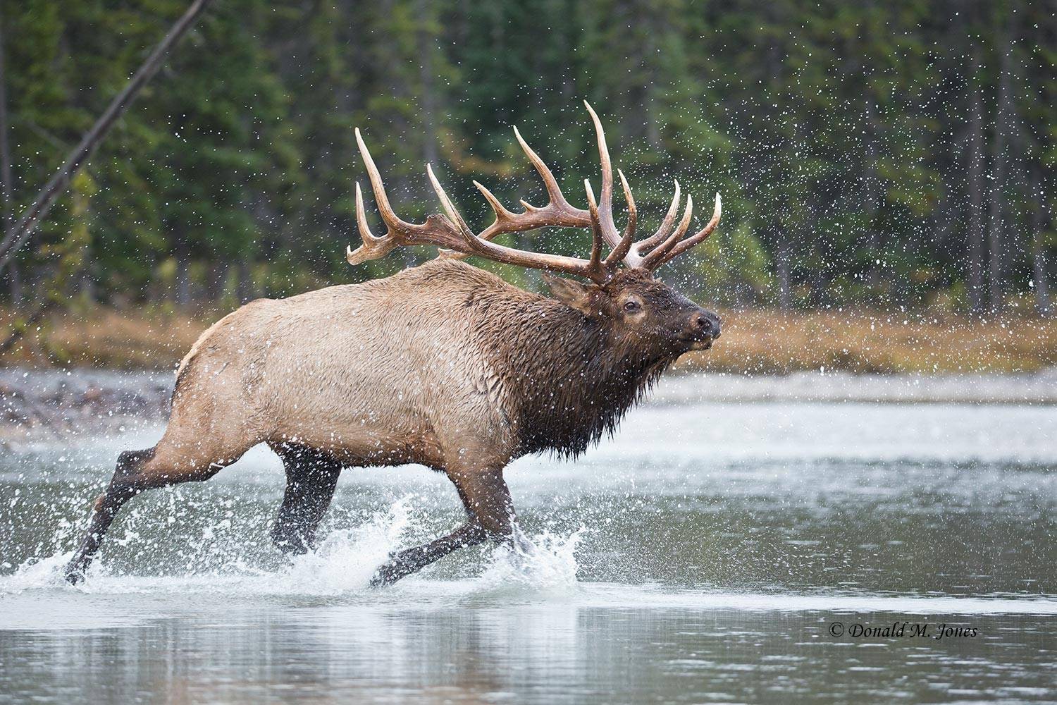 Elk-(Rocky-Mtn)22399D