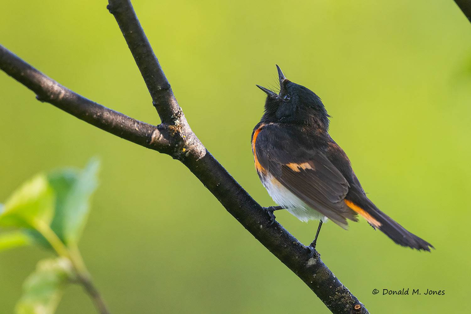 American-Redstart0346D