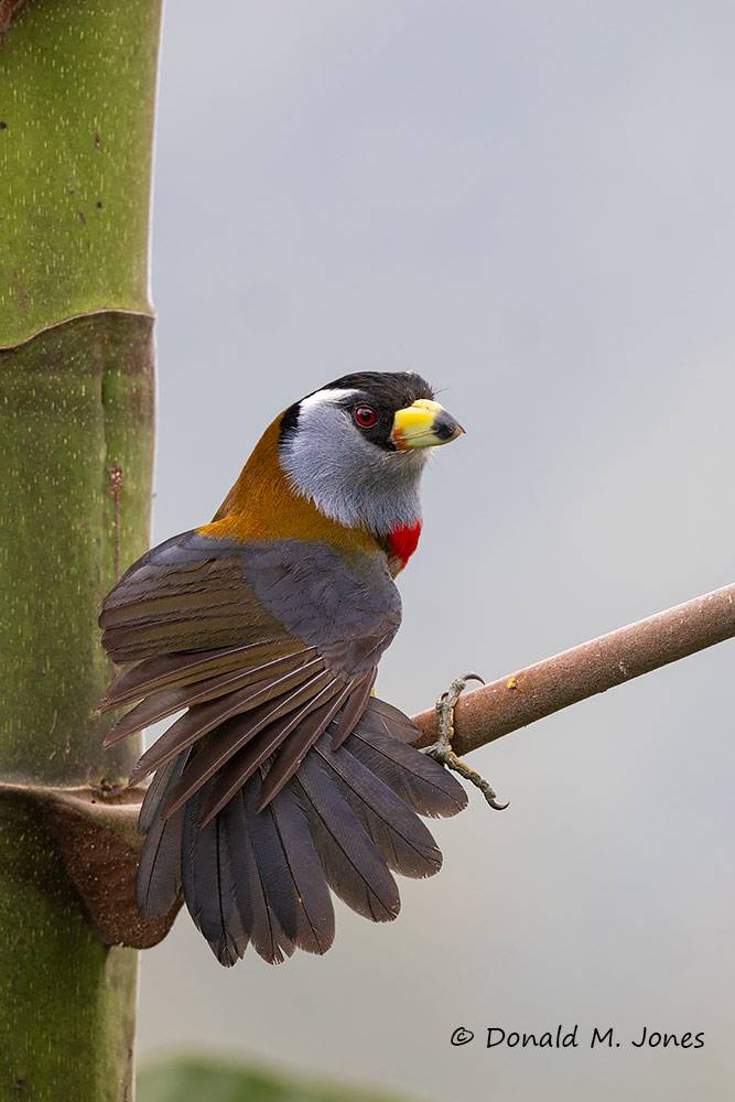 Toucan-Barbet0134D