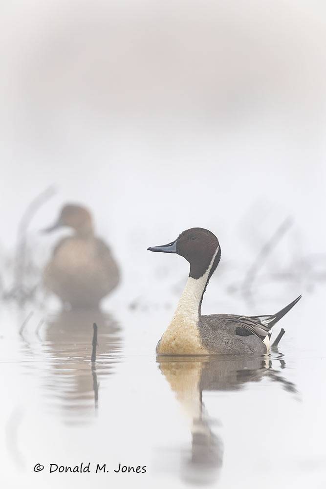 Northern-Pintail3710D