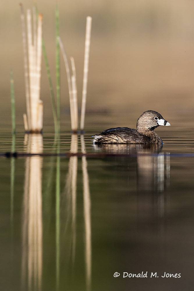 Pied-billed-Grebe0190D