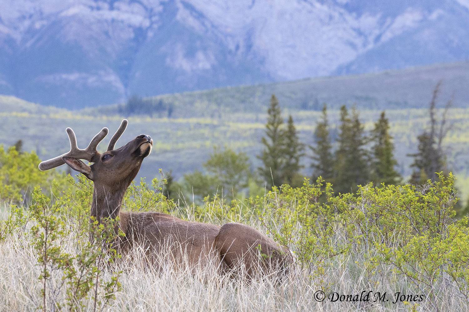 Elk-(Rocky-Mtn)30833D